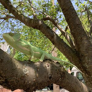 IMG_3700.jpeg