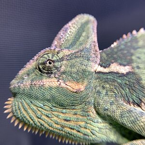 3109B388-BF26-4744-900B-231E85A2F5C6.jpeg