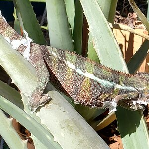 Somethings on the Aloe