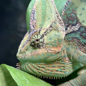 Opie the Cham