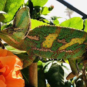 Basil trying to blend in...