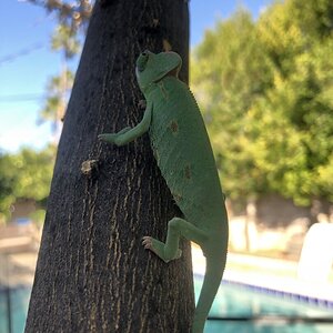 Climbing