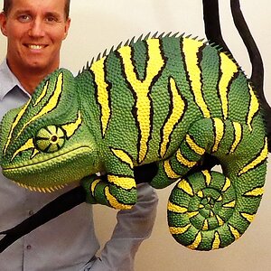 Goliath bird eating chameleon