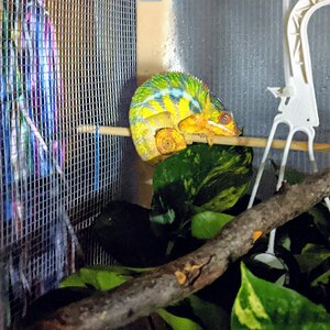 Jimmy Sleepy PaJammin