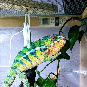 Blueberry Banana Jimmy Jam
