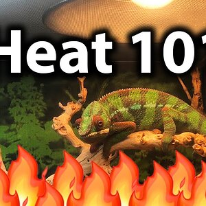 What light does a chameleon need | Basking lamp & temperatures