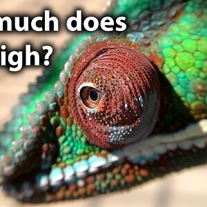 How to weigh a chameleon