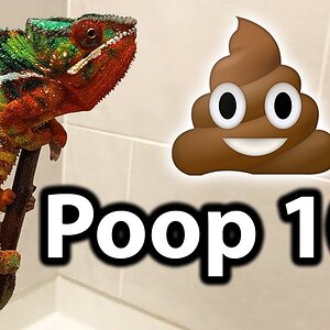 Everything you need to know about chameleon poop | Dehydration, parasites, & urates