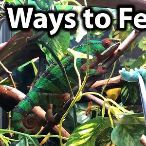How to feed a chameleon | Cup feeding, free-ranging, tong feeding & hand feeding