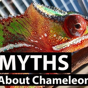 Do chameleons camouflage? | Chameleon MythBusters