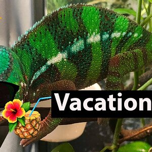 What to do with your chameleon when you go on vacation