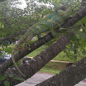 Apollo rescued veiled cham on Instagram: “Apollo taking a stroll”