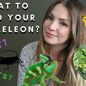!!What To Feed Your Chameleon!!