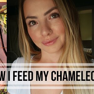 How I Feed My Chameleon