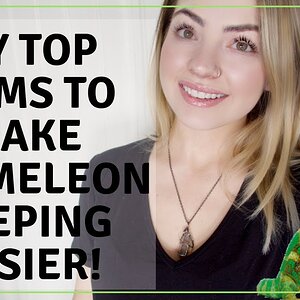 Top Items That Make Owning A Chameleon Easier