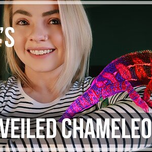 Veiled Chameleon Colors