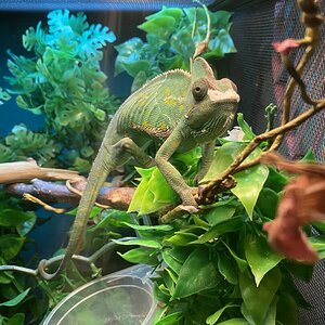 Lizard Lips