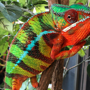 Neptune the Chameleon