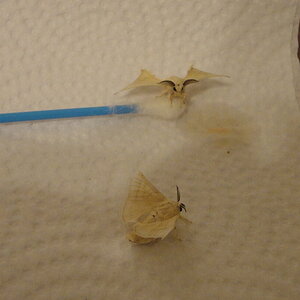 My first Silkmoths