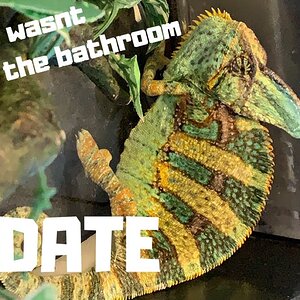 Veiled Chameleon Update| WHATS HAPPENING WITH CARLO?