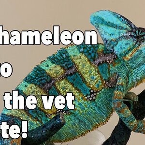 Veiled Chameleon Vet Check Up