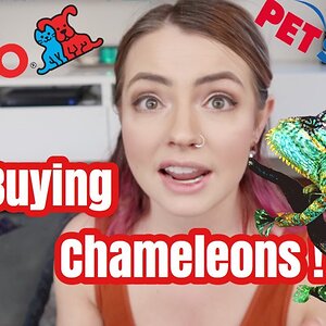 DO NOT BUY CHAMELEONS FROM CHAIN PET STORES!