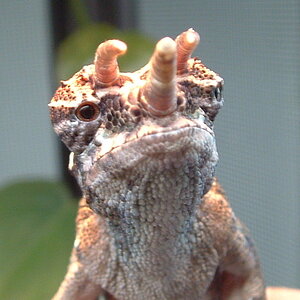 Chamaeleo Trioceros werneri