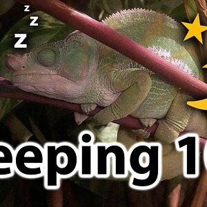 How does a chameleon sleep?