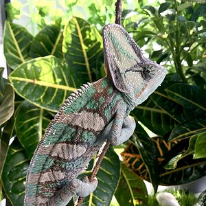 Felt enjoying the plants