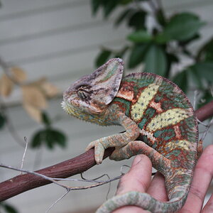 spike on a vine