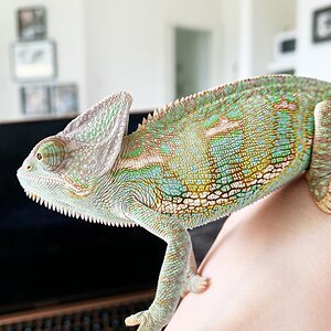 Hanging out with the hooman