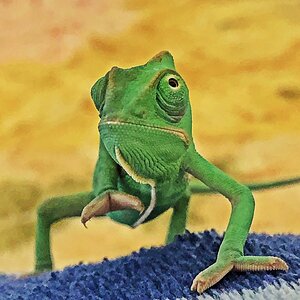 Baby veiled Chameleon