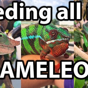 Feeding all of my chameleons