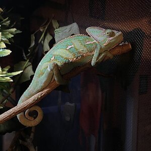 Micah