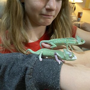 Who’s better lookin 2Socks or Rango.jpeg