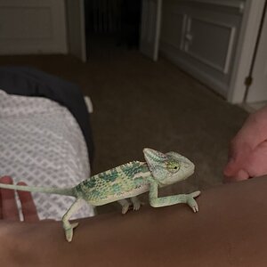 Rango in his camo.jpeg