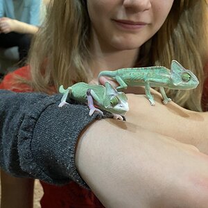 Rango, looks bigger than 2Socks!