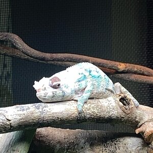 1st Shed