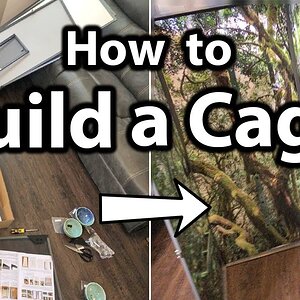 How to build a Dragon Strand cage