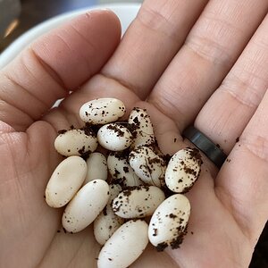 First Clutch 2020