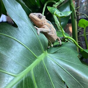 Little climbing Peach