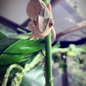 Oh Hai!