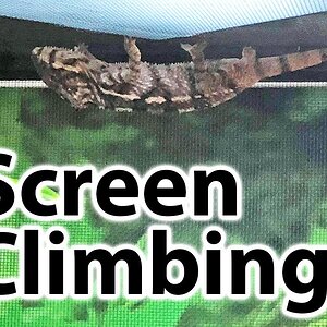 Why is my chameleon climbing the screen?