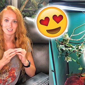 Reviewing your chameleon enclosures| Part 1