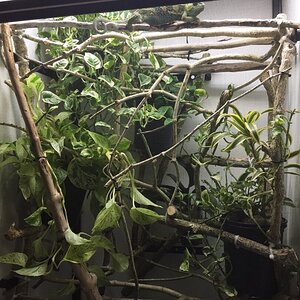 Medium Tall Atrium Close up