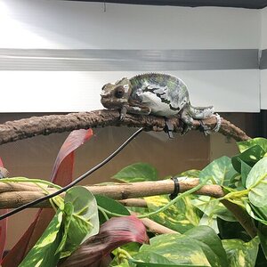 Gatsby’s most recent shed