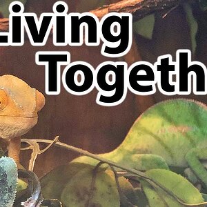 Can you keep chameleons together?