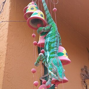 IMG_20200801_122338.jpg