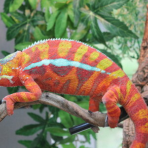 Jasper the sambava