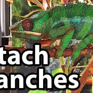 How to attach branches in a chameleon cage